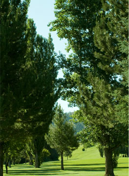 fairway-trees-vert.jpg