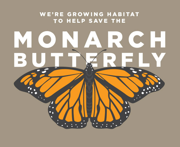 We're growing habitat to help save the Monarch Butterfly image